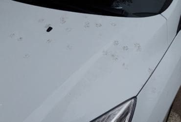 Следы кошки на капоте